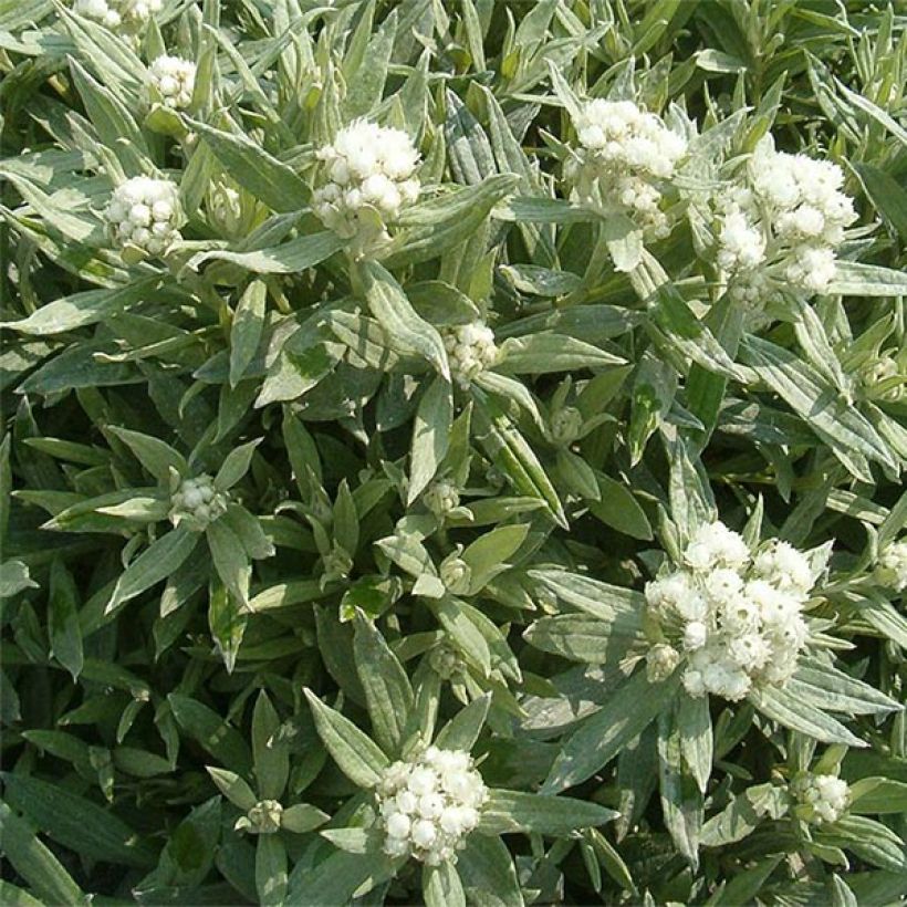 Anaphalis triplinervis Sommerschnee - Witte knoop (Bloei)