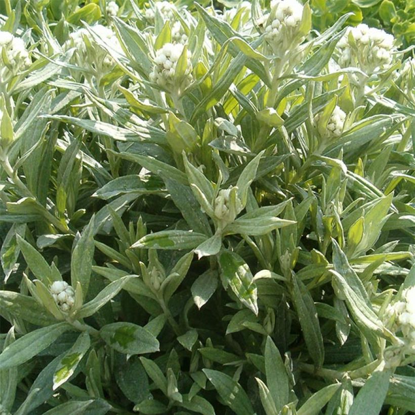 Anaphalis triplinervis Sommerschnee - Witte knoop (Groeiplaats)