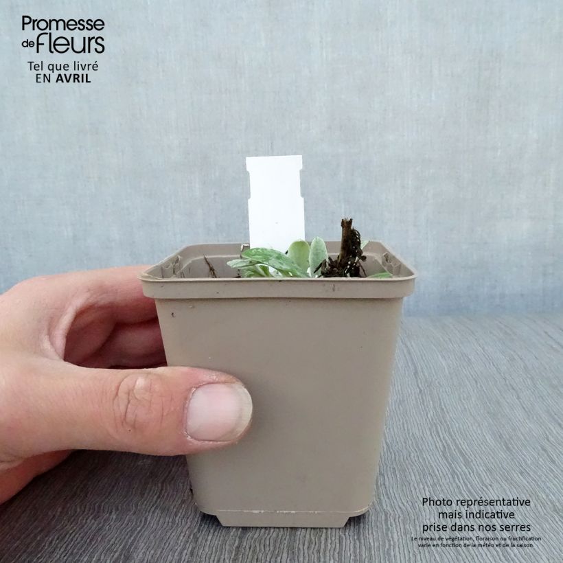 Exemplaar van Anaphalis triplinervis Sommerschnee - Witte knoop Kweekpotje van 8/9 cm zoals geleverd in de lente