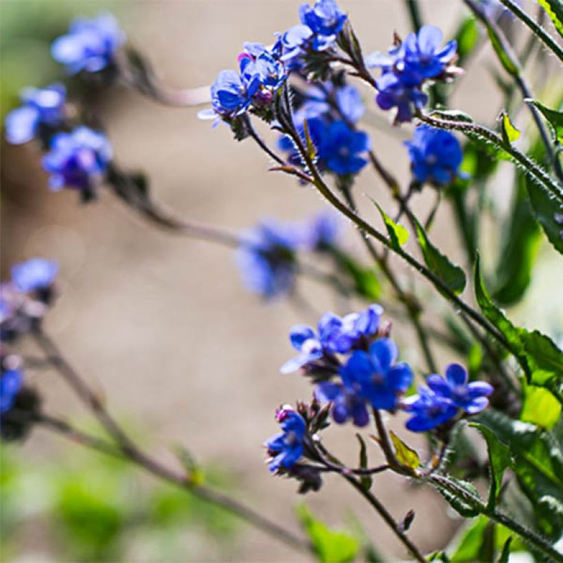 Anchusa azurea Dropmore - Italiaanse ossentong (Bloei)