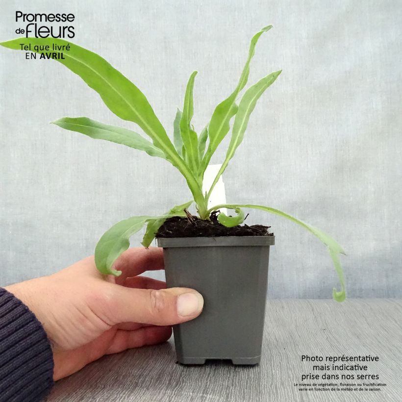 Exemplaar van Anchusa azurea Dropmore - Italiaanse ossentong Kweekpotje van 8/9 cm zoals geleverd in de lente