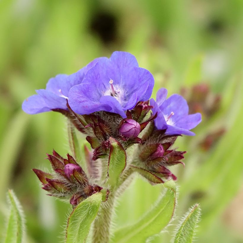 Anchusa azurea Loddon Royalist - Italiaanse ossentong (Bloei)