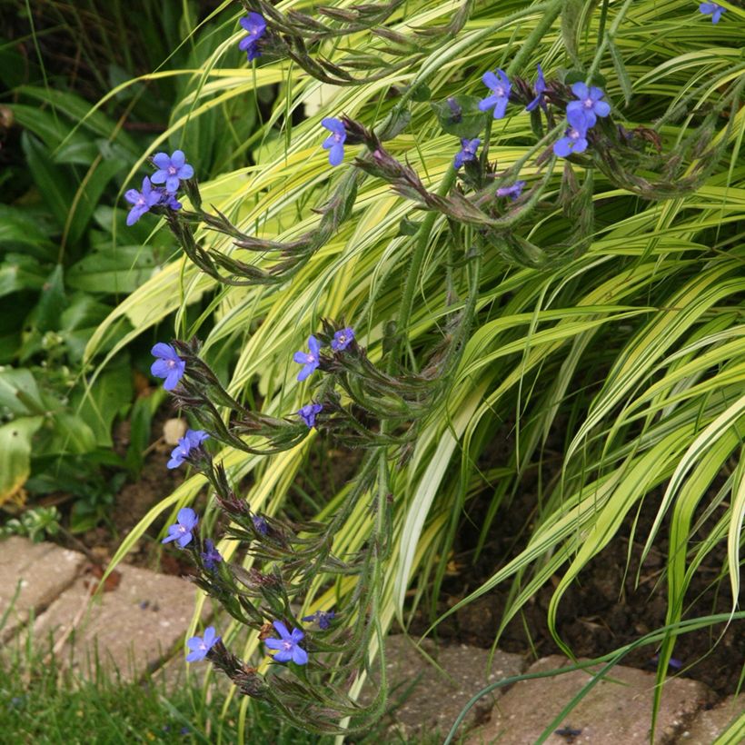 Anchusa azurea Loddon Royalist - Italiaanse ossentong (Groeiplaats)