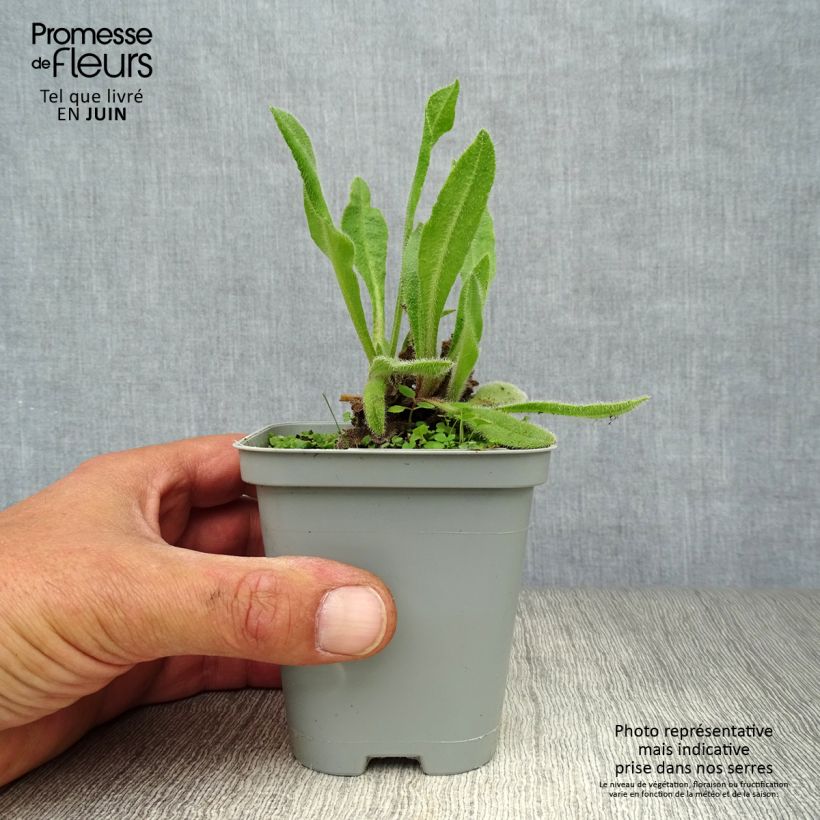 Exemplaar van Anchusa azurea Loddon Royalist - Italiaanse ossentong Kweekpotje van 8/9 cm zoals geleverd in de zomer