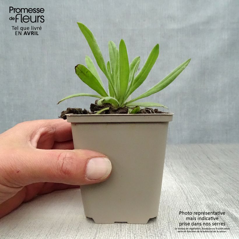 Exemplaar van Anchusa azurea Loddon Royalist - Italiaanse ossentong Kweekpotje van 8/9 cm zoals geleverd in de lente