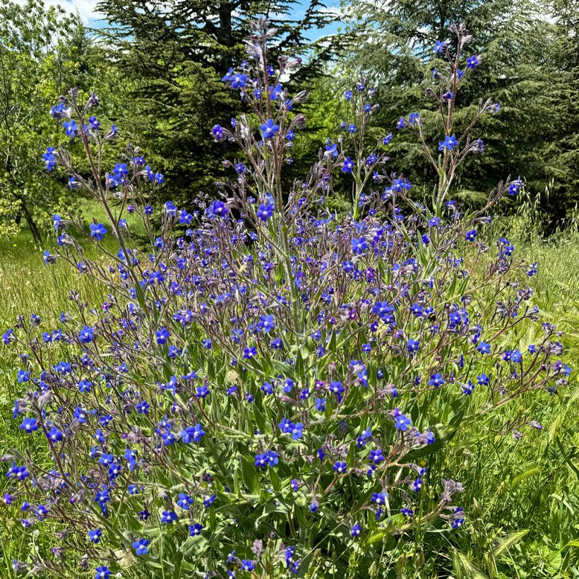 Anchusa azurea Feltham Pride - Italiaanse ossentong (Groeiplaats)