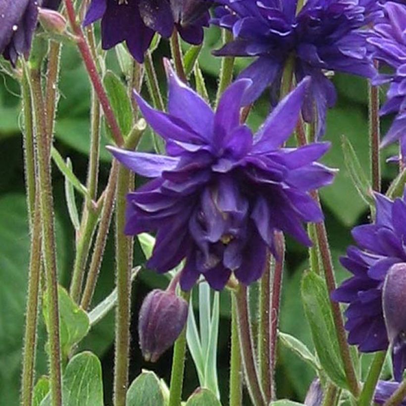 Akelei Blue Barlow - Aquilegia vulgaris (Bloei)
