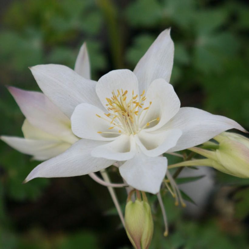 Ancolie wit Snow Queen - Aquilegia caerulea (Bloei)