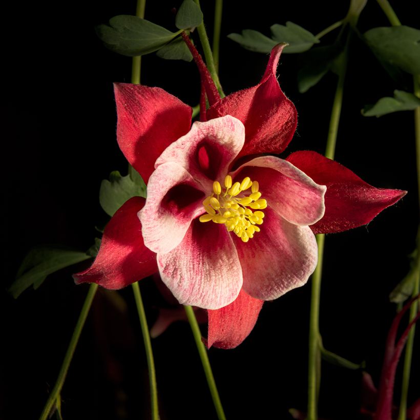 Akelei Songbird Series Cardinal - Aquilegia (Bloei)