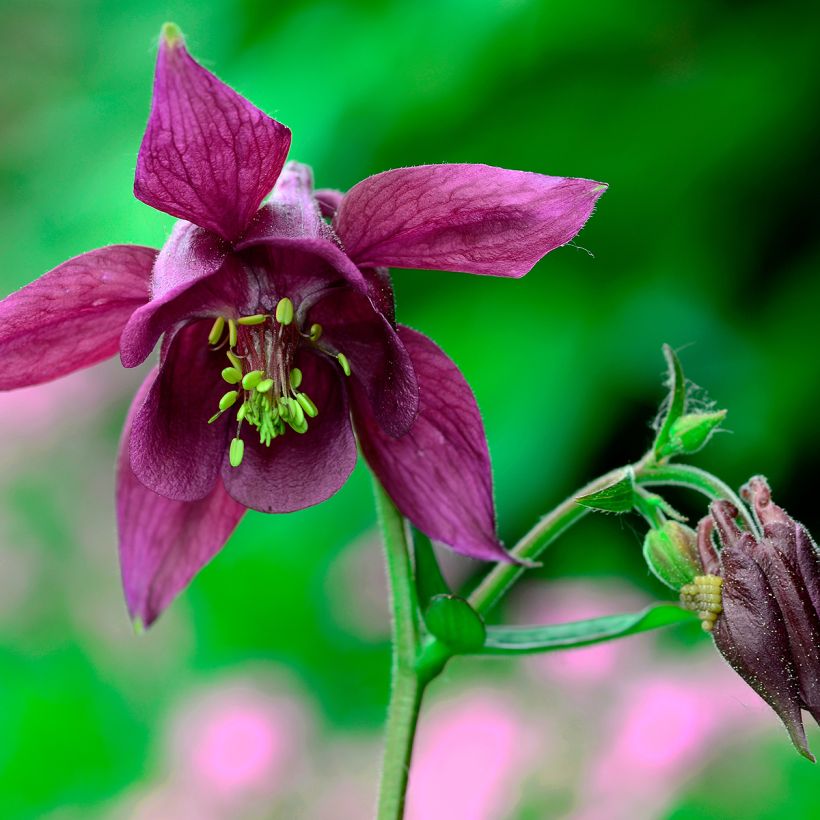Aquilegia atrata - Donkere akelei (Bloei)