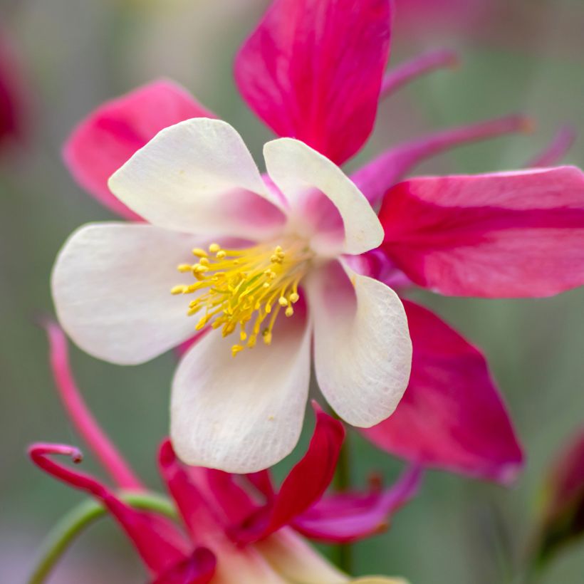 Akelei roze Rose Queen - Aquilegia caerulea (Bloei)