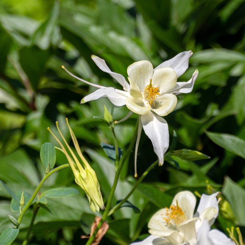 Aquilegia fragrans - Geur-akelei (Bloei)
