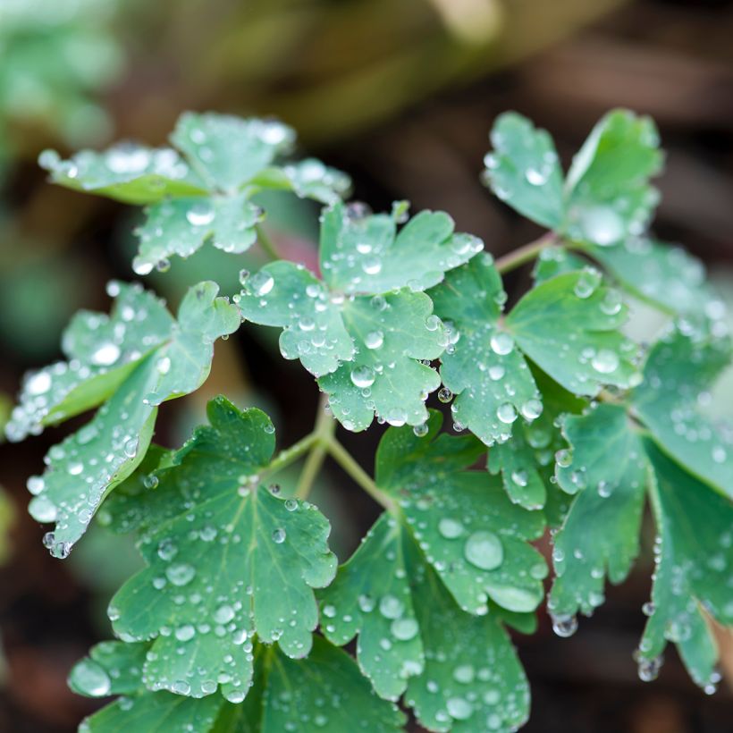 Aquilegia longissima - Gele akelei (Blad)
