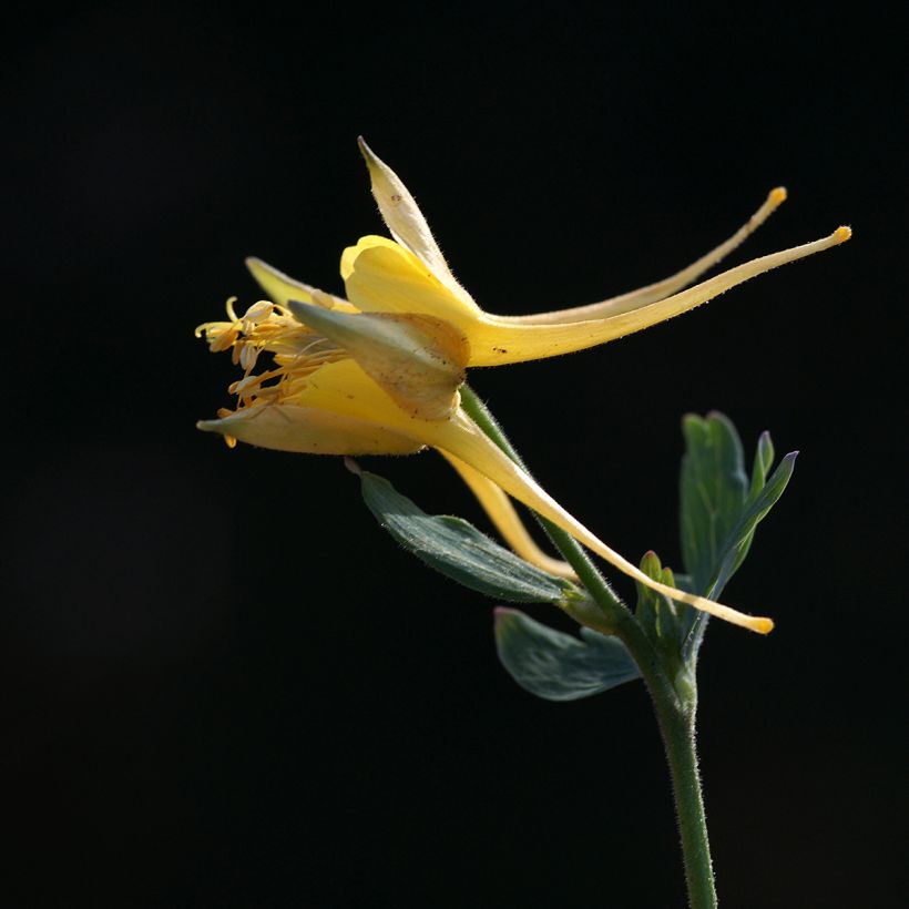 Aquilegia longissima - Gele akelei (Bloei)