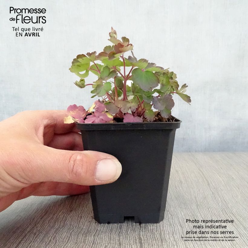 Exemplaar van Aquilegia vulgaris - Wilde akelei Kweekpotje van 8/9 cm zoals geleverd in de lente