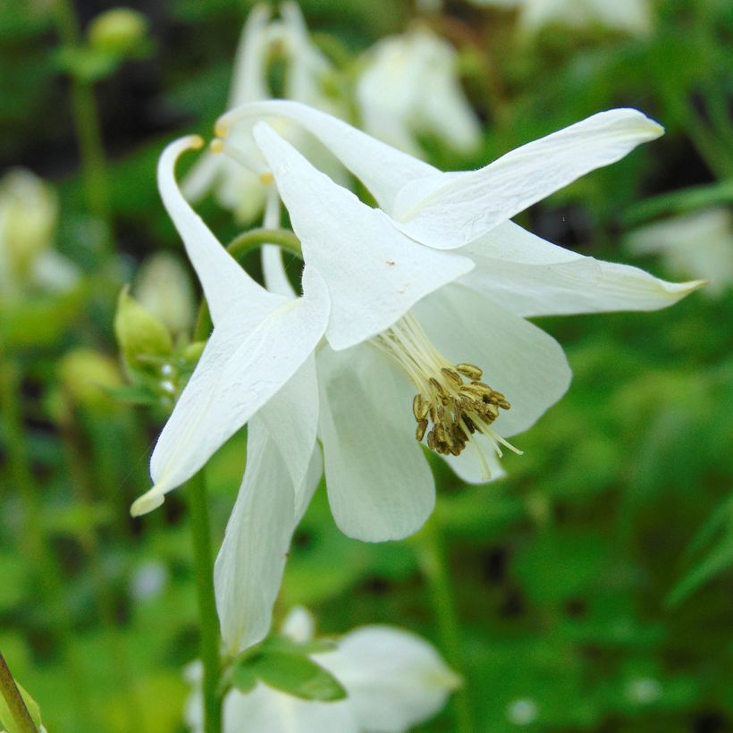 Akelei Munstead White - Aquilegia vulgaris (Bloei)