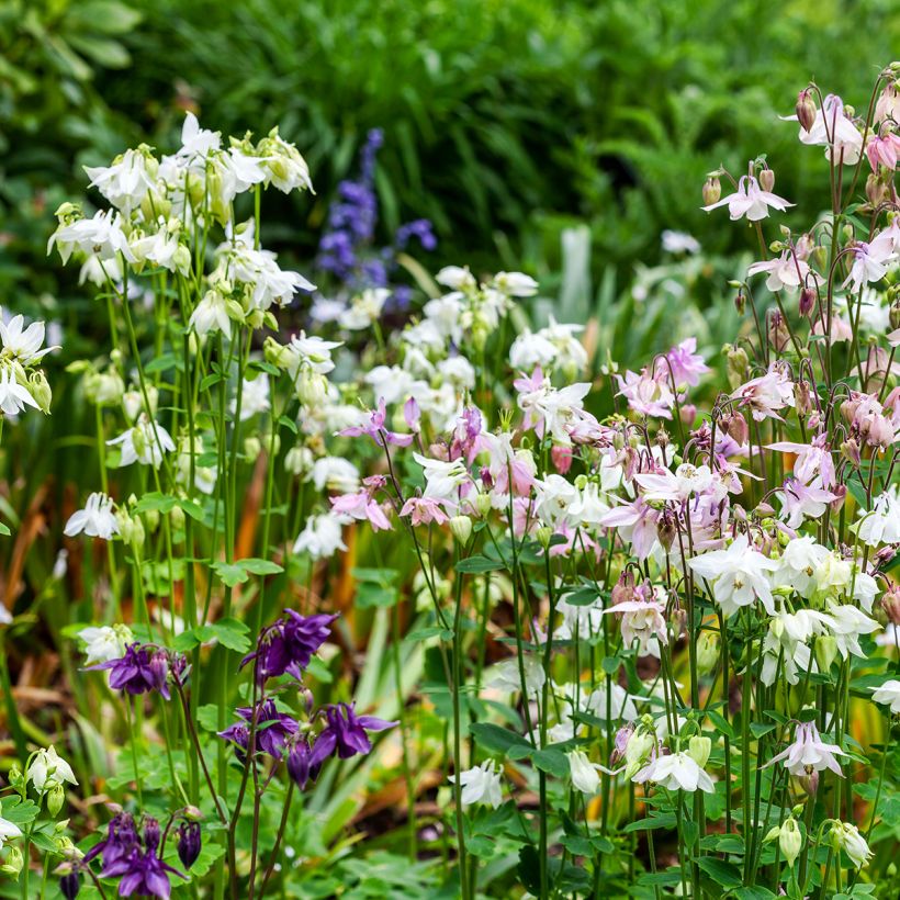 Akelei Munstead White - Aquilegia vulgaris (Groeiplaats)