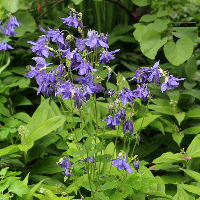 Aquilegia vulgaris - Wilde akelei (Groeiplaats)