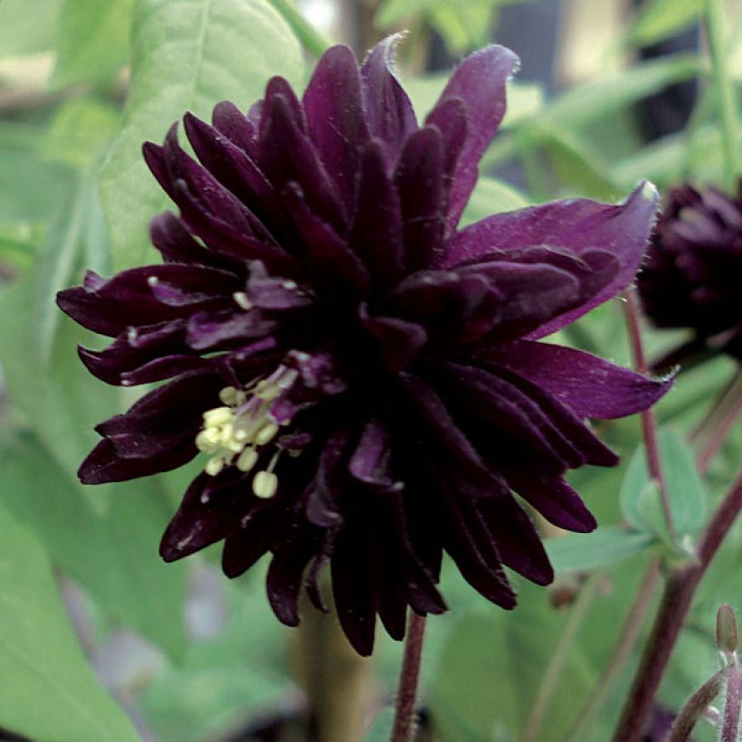 Akelei Black Barlow - Aquilegia vulgaris (Bloei)