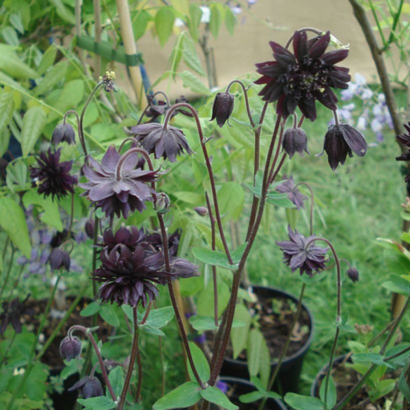 Akelei Black Barlow - Aquilegia vulgaris (Groeiplaats)