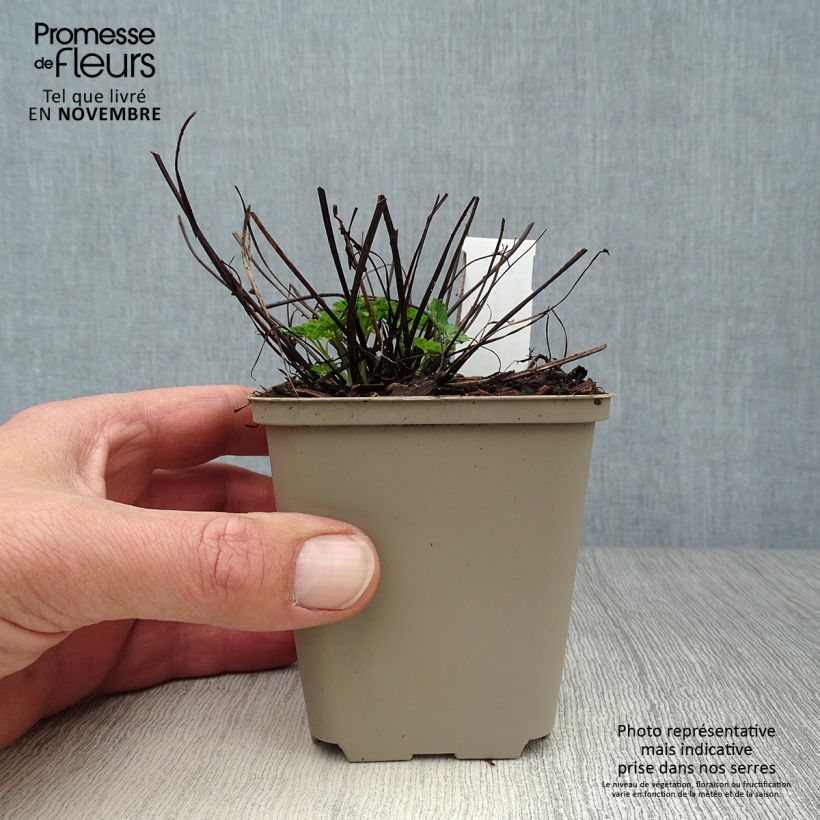 Exemplaar van Aquilegia viridiflora - Chocolate Soldier Kweekpotje van 8/9 cm zoals geleverd in de herfst
