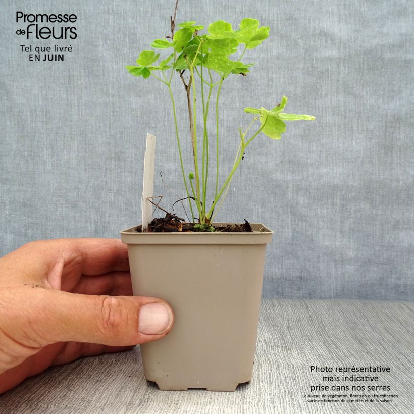 Exemplaar van Akelei Clementine White - Aquilegia vulgaris Kweekpotje van 8/9 cm zoals geleverd in de zomer