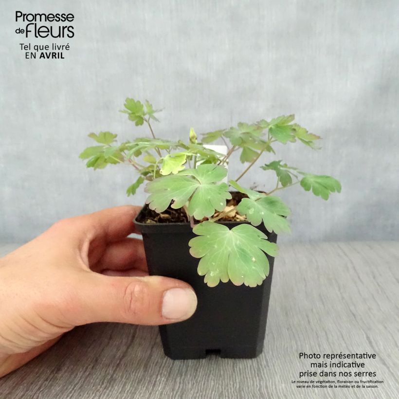 Exemplaar van Akelei Crimson Star - Aquilegia vulgaris Kweekpotje van 8/9 cm zoals geleverd in de lente