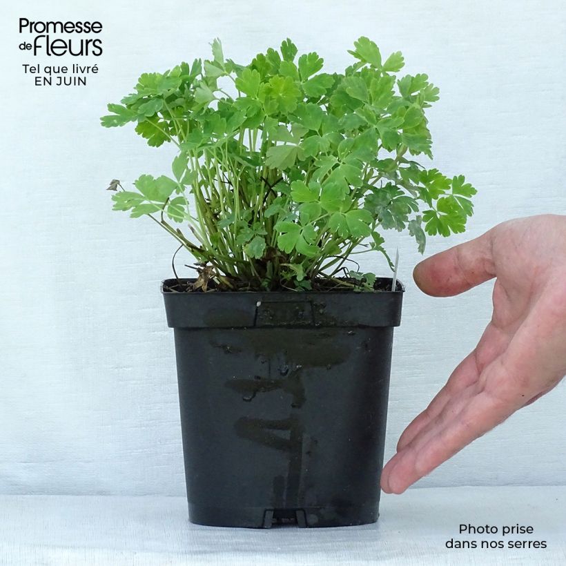 Exemplaar van Akelei Crimson Star - Aquilegia vulgaris Pot van 2 l/3 l zoals geleverd in de zomer
