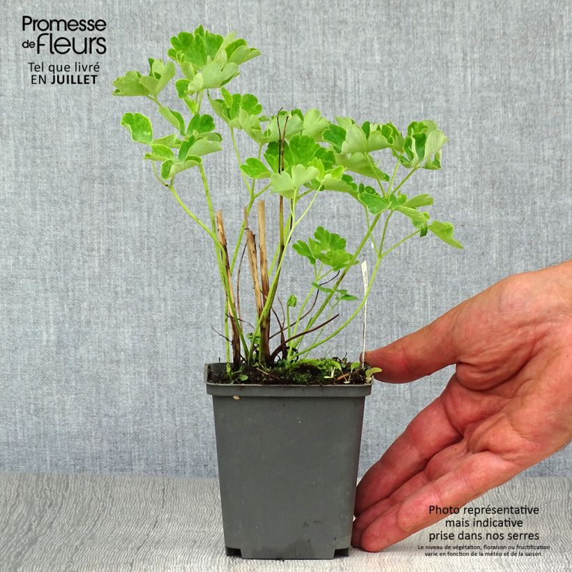 Exemplaar van Akelei Green Apples - Aquilegia vulgaris Kweekpotje van 8/9 cm zoals geleverd in de zomer