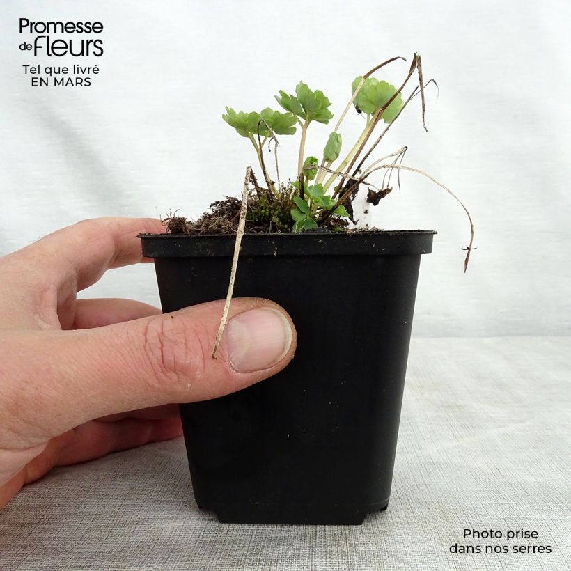 Exemplaar van Akelei Green Apples - Aquilegia vulgaris Kweekpotje van 8/9 cm zoals geleverd in de lente