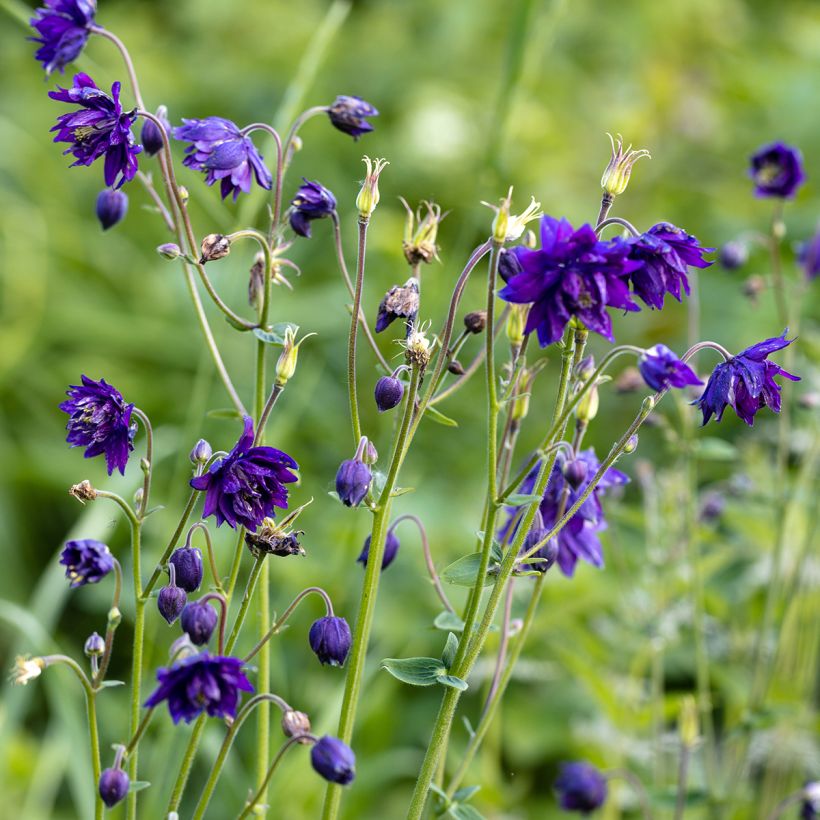 Akelei Blue Barlow - Aquilegia vulgaris (Groeiplaats)