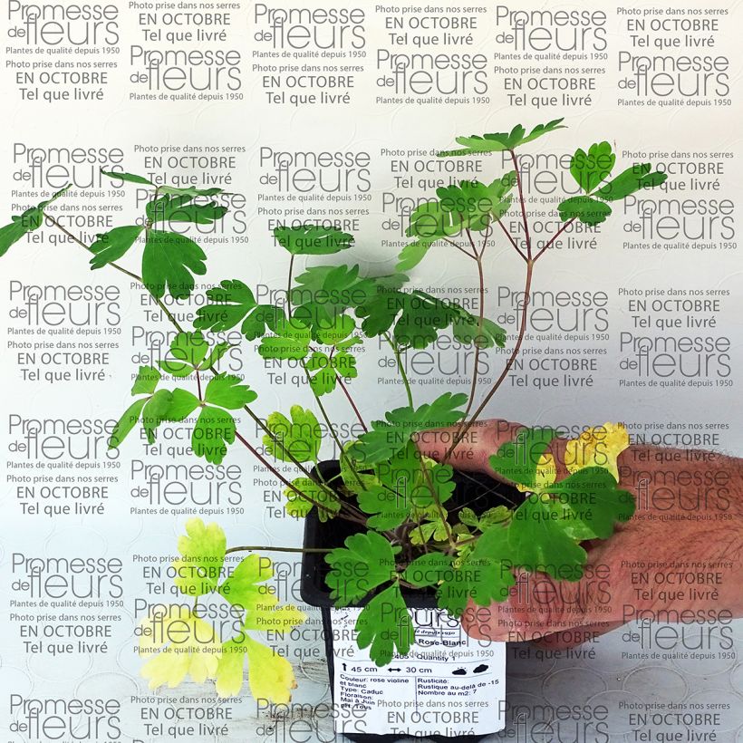 Voorbeeld van een exemplaar van Akelei roze wit Musik - Aquilegia Kweekpotje van 7/8 cm zoals geleverd