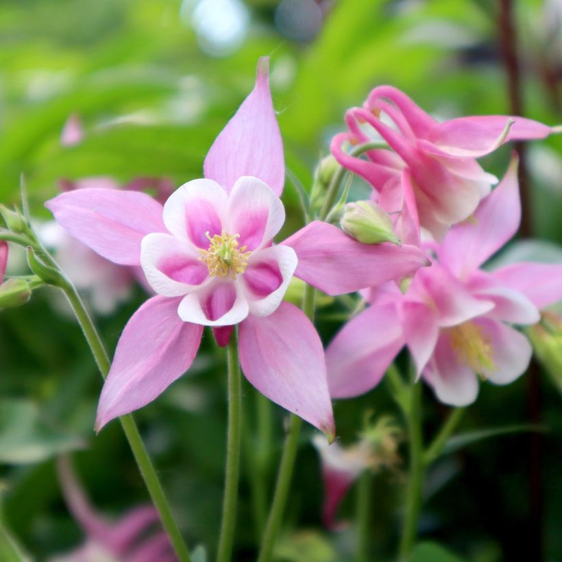 Akelei roze wit Musik - Aquilegia (Bloei)