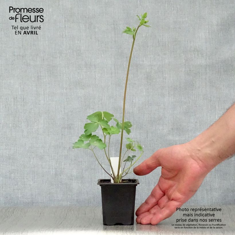 Exemplaar van Akelei William Guiness - Aquilegia vulgaris Kweekpotje van 8/9 cm zoals geleverd in de lente