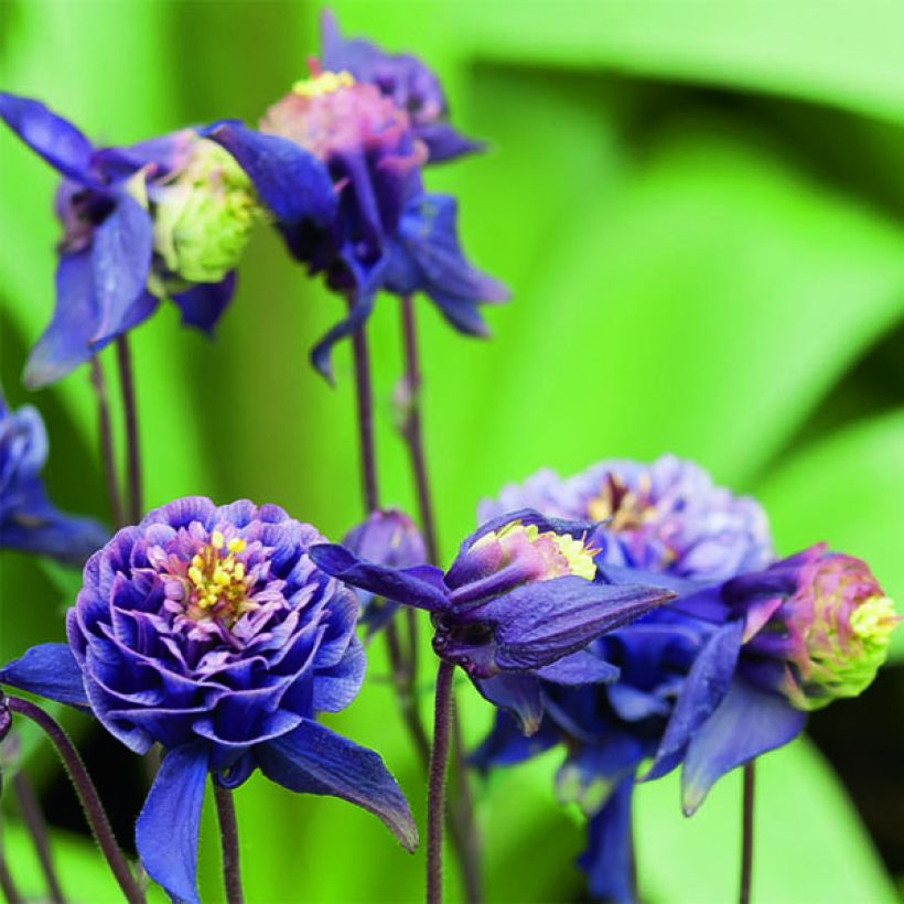 Akelei Winky Double Dark Blue White - Aquilegia vulgaris (Bloei)