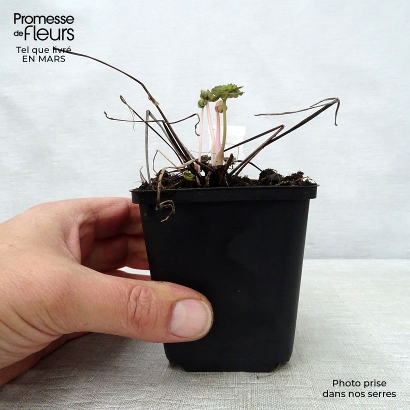 Exemplaar van Akelei Winky Double Dark Blue White - Aquilegia vulgaris Kweekpotje van 8/9 cm zoals geleverd in de lente