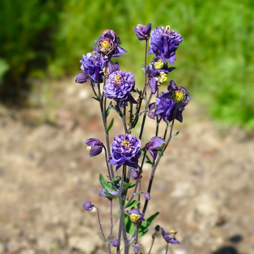 Akelei Winky Double Dark Blue White - Aquilegia vulgaris (Groeiplaats)