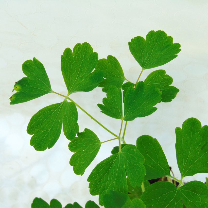 Akelei Winky Red White - Aquilegia vulgaris (Blad)