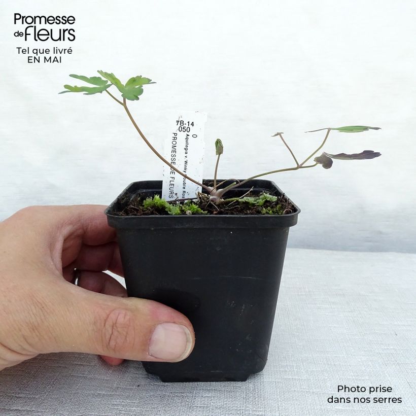 Exemplaar van Akelei dubbel roze wit Winky Double Rose White - Aquilegia hybrida Kweekpotje van 8/9 cm zoals geleverd in de lente