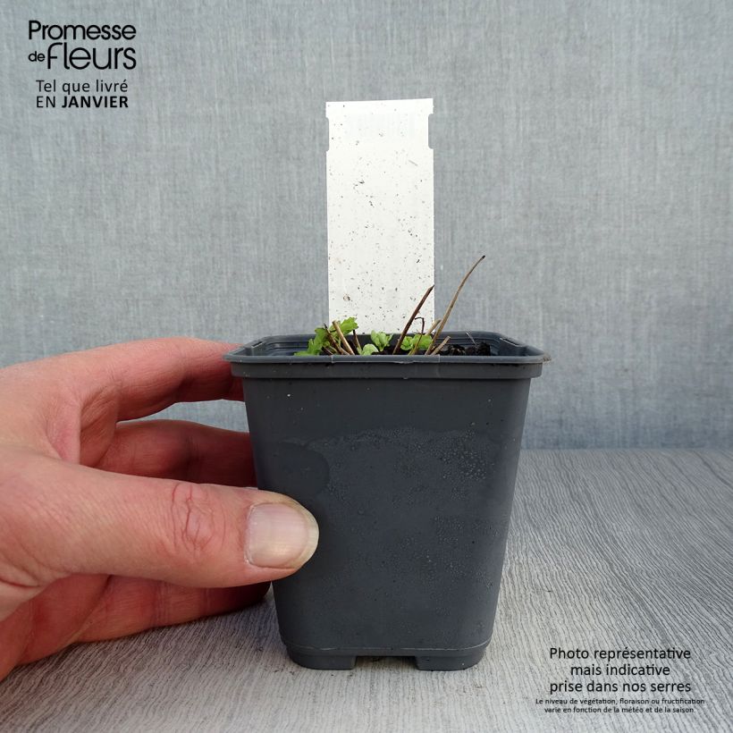 Exemplaar van Akelei Winky White and White - Aquilegia vulgaris Kweekpotje van 8/9 cm zoals geleverd in de winter