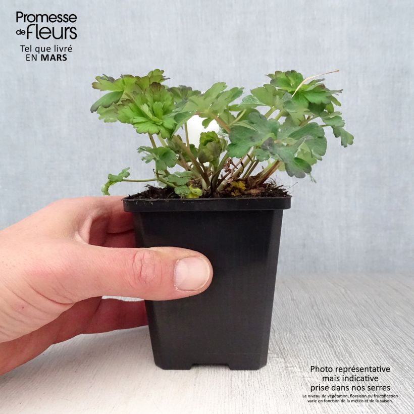 Exemplaar van Ancolie wit Snow Queen - Aquilegia caerulea Kweekpotje van 8/9 cm zoals geleverd in de lente