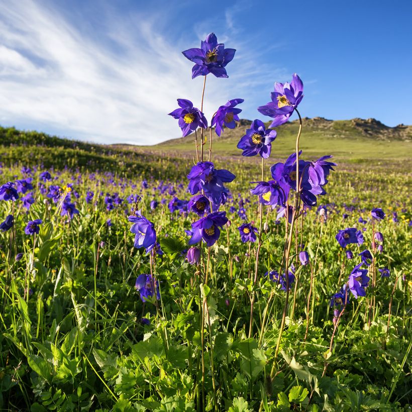 Aquilegia alpina - Alpenakelei (Groeiplaats)