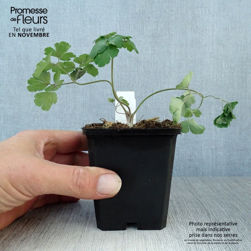 Exemplaar van Aquilegia alpina - Alpenakelei Kweekpotje van 8/9 cm zoals geleverd in de herfst