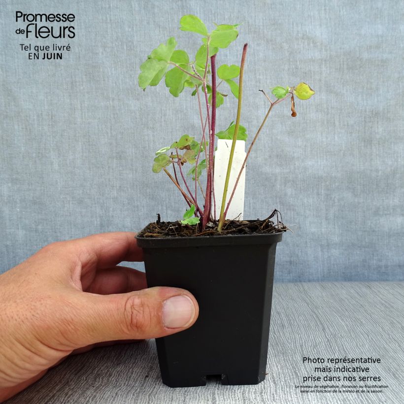 Exemplaar van Aquilegia alpina - Alpenakelei Kweekpotje van 8/9 cm zoals geleverd in de zomer