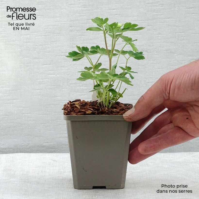 Exemplaar van Aquilegia alpina - Alpenakelei Kweekpotje van 8/9 cm zoals geleverd in de lente