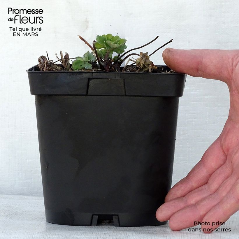 Exemplaar van Aquilegia alpina - Alpenakelei Pot van 2 l/3 l zoals geleverd in de lente