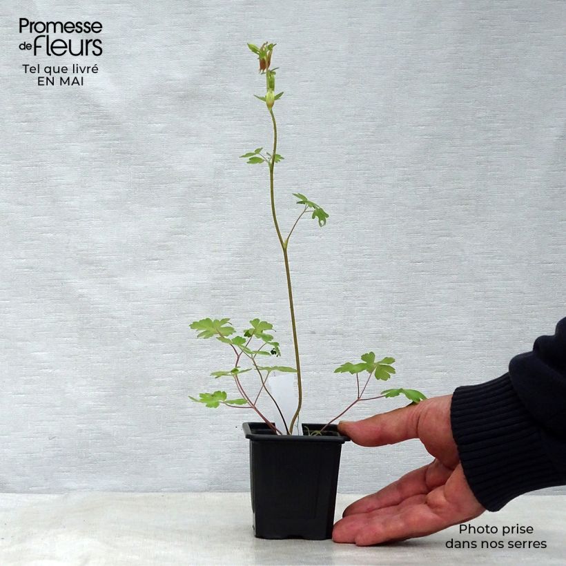 Exemplaar van Aquilegia canadensis - Canadese akelei Kweekpotje van 8/9 cm zoals geleverd in de lente