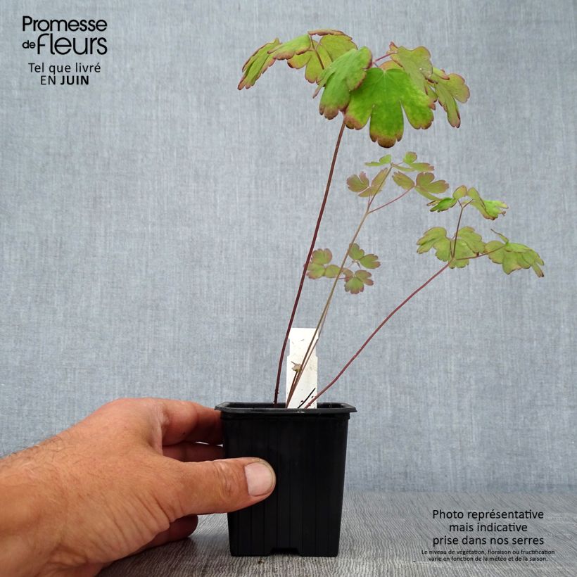Exemplaar van Aquilegia canadensis - Canadese akelei Kweekpotje van 8/9 cm zoals geleverd in de zomer