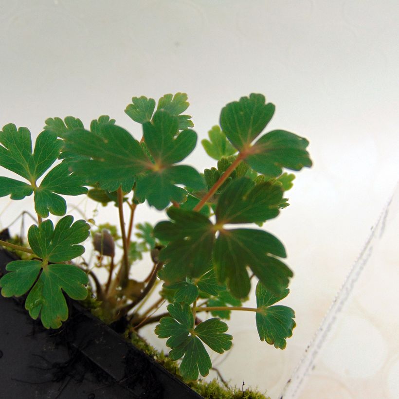 Canadese akelei Little Lanterns - Aquilegia canadensis (Blad)