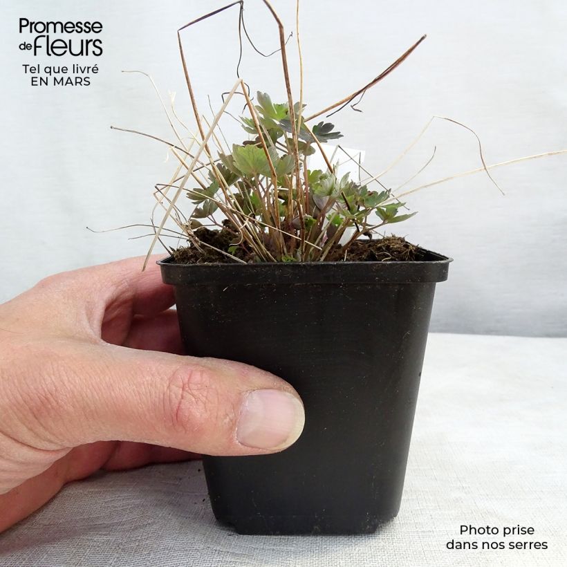 Exemplaar van Canadese akelei Little Lanterns - Aquilegia canadensis Kweekpotje van 8/9 cm zoals geleverd in de lente